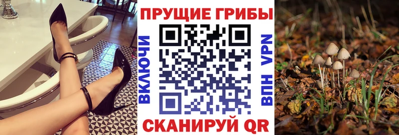 kraken ТОР  Азов  Галлюциногенные грибы мицелий 